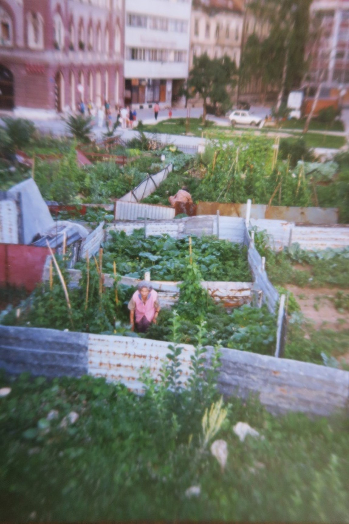 egetable gardens cultivated between apartment buildings in besieged Sarajevo.