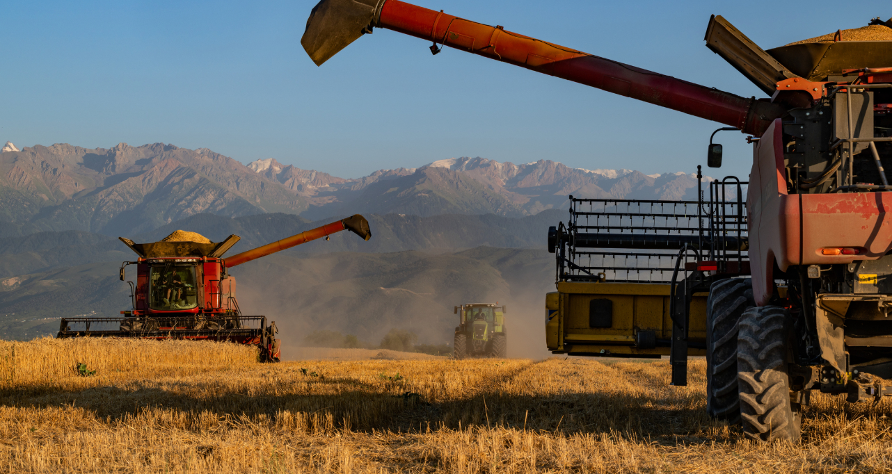 Wheat harvesting in a large field in Almaty