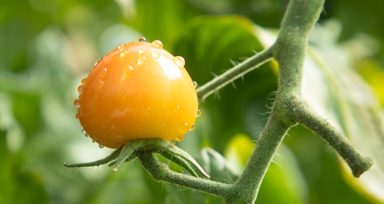 Tomato in a greenhouse