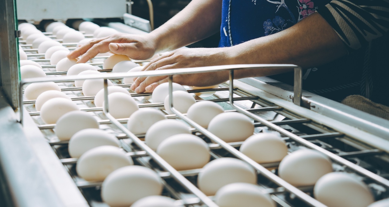 Poultry producer