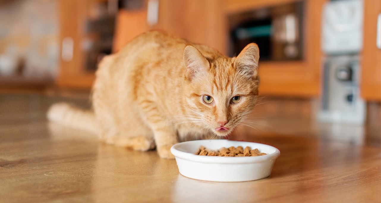 Hungry ginger cat eating dry food from bowl in kitchen interior, licking muzzle and looking at camera