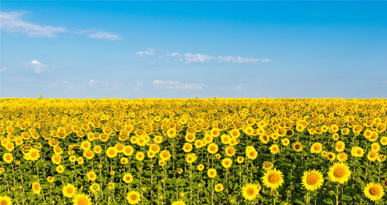 Food security is one of the five investment priorities of the EBRD in Ukraine
