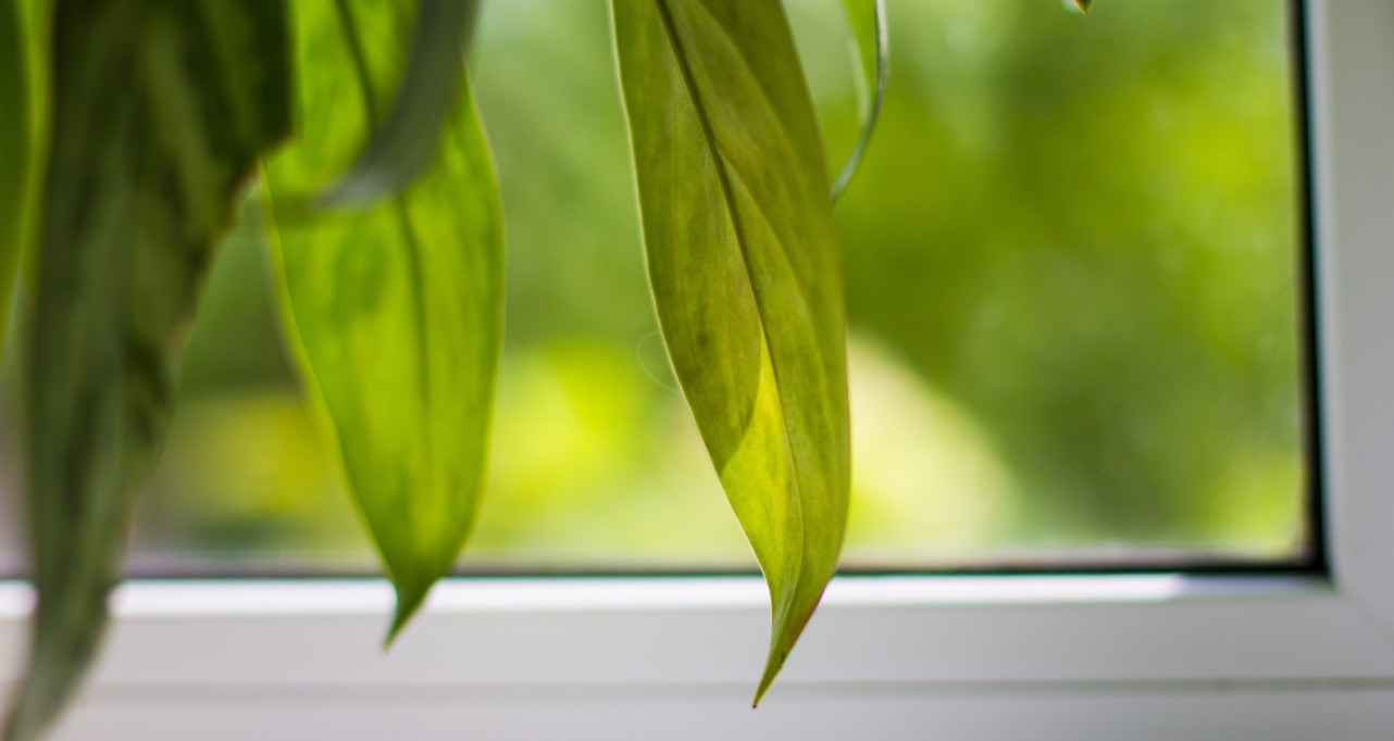 Vibrant green leaves of a houseplant cascading gracefully by a sunlit window, infusing the space with a refreshing and natural ambiance, enhancing the indoor environment beautifully..