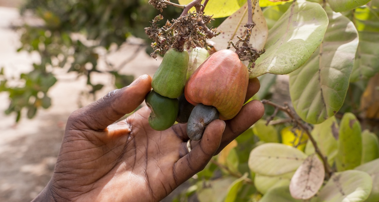 Farmer's hand picking cashew fruit