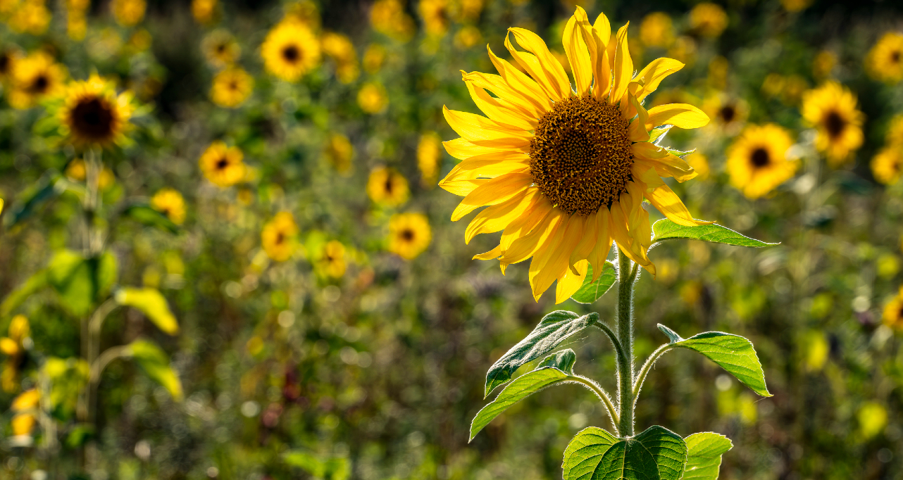 Sunflower field