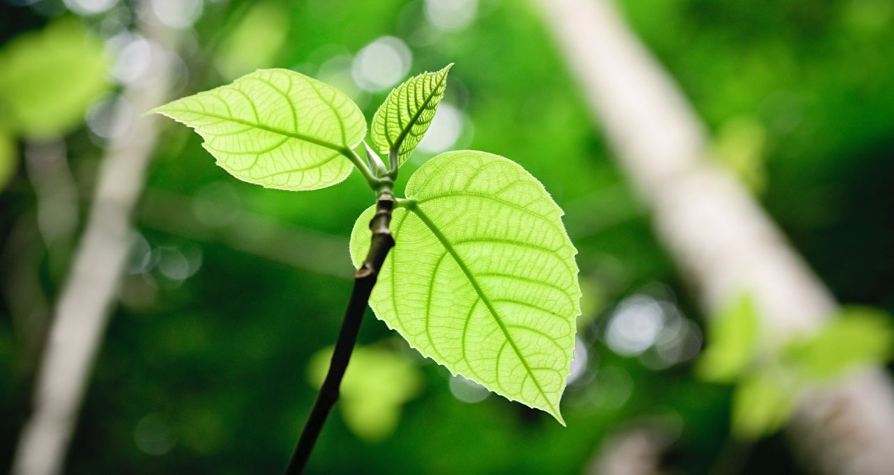 A small sapling is dwarfed by huge rainforest tree