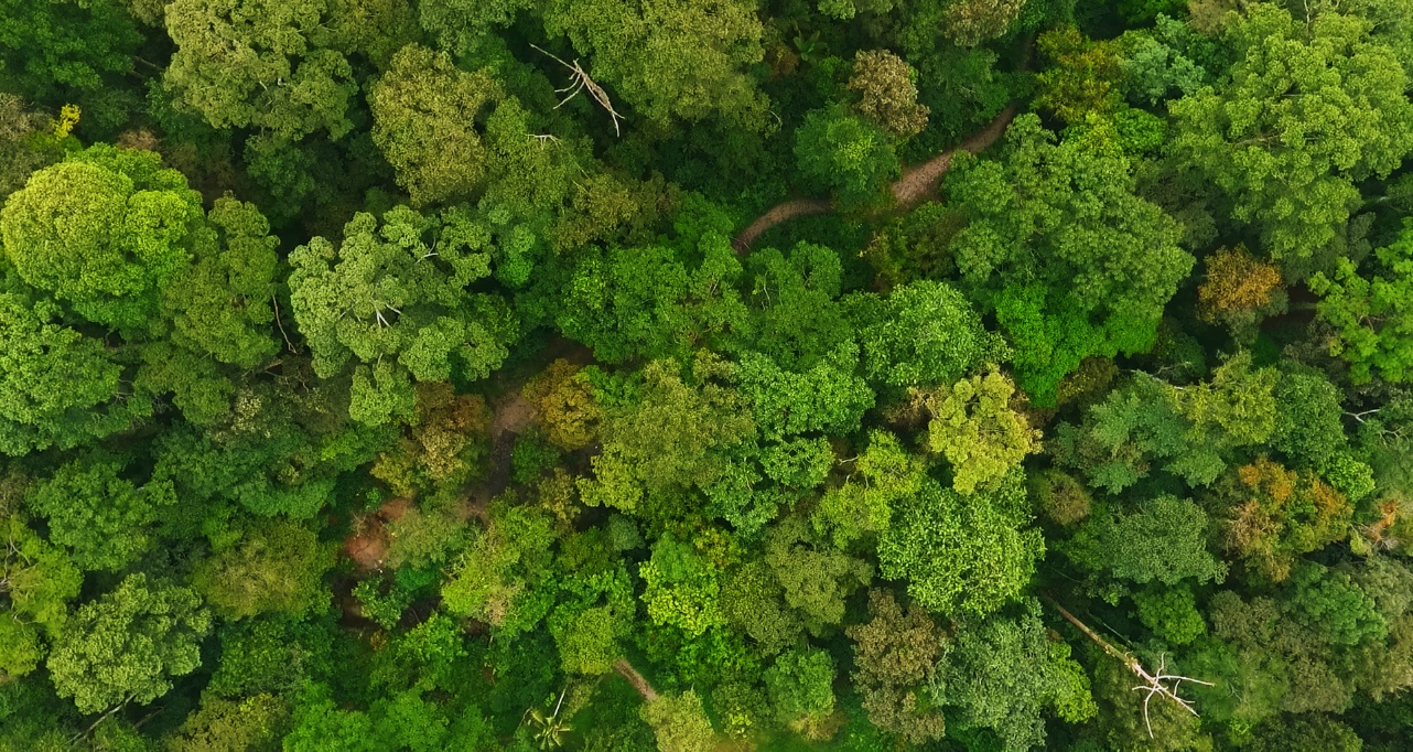 Aerial flight over fresh healthy grown green tropical Rainforest during rainy monsoon season