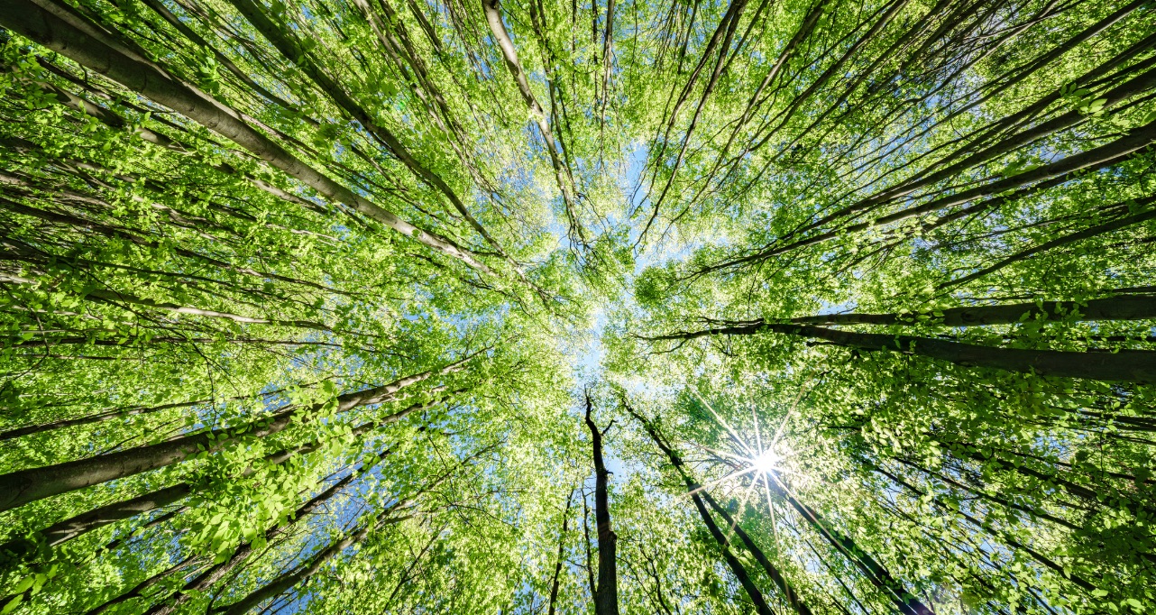 Upward view of tall forest trees with lush green leaves, blue sky, and sunlight shining through the canopy.